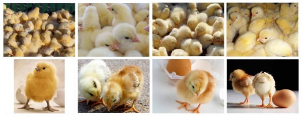 CO2传感器在小鸡孵化箱中的应用解决方案