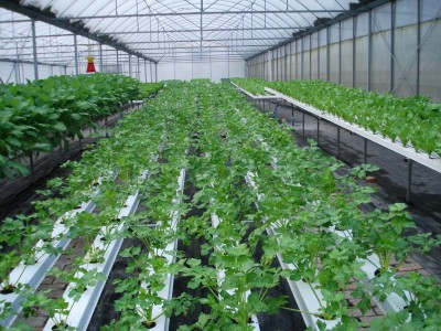 抗高湿二氧化碳传感器在农业大棚的应用