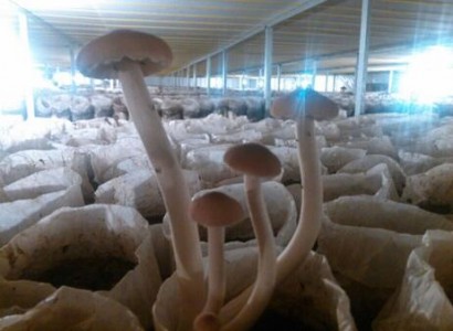 蘑菇养殖房中温湿度传感器应用