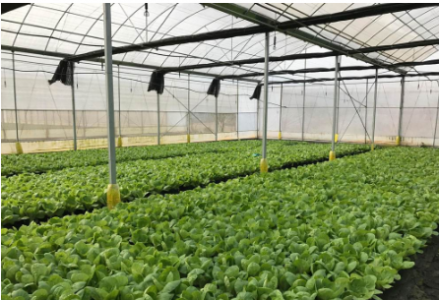 抗高湿二氧化碳传感器模块在农业大棚中的重要作用