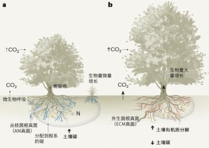 植物生长