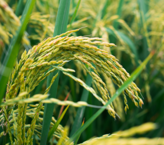 N2O传感器_稻田施肥导致土壤一氧化二氮浓度增加