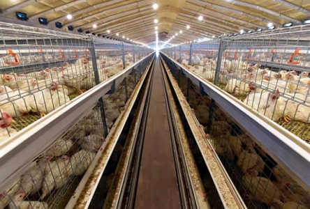 禽畜养殖厂里使用臭氧消毒系统有哪些优势？