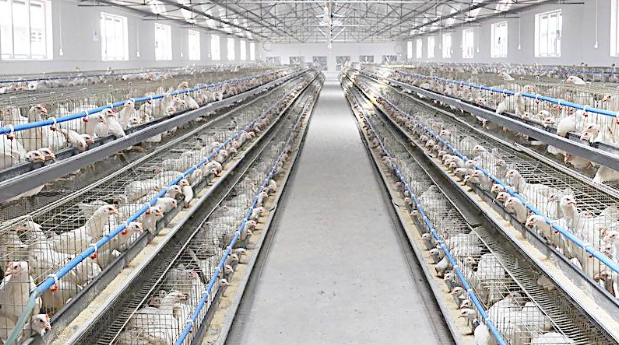 氧气传感器在畜禽养殖过程中氧气含量监测